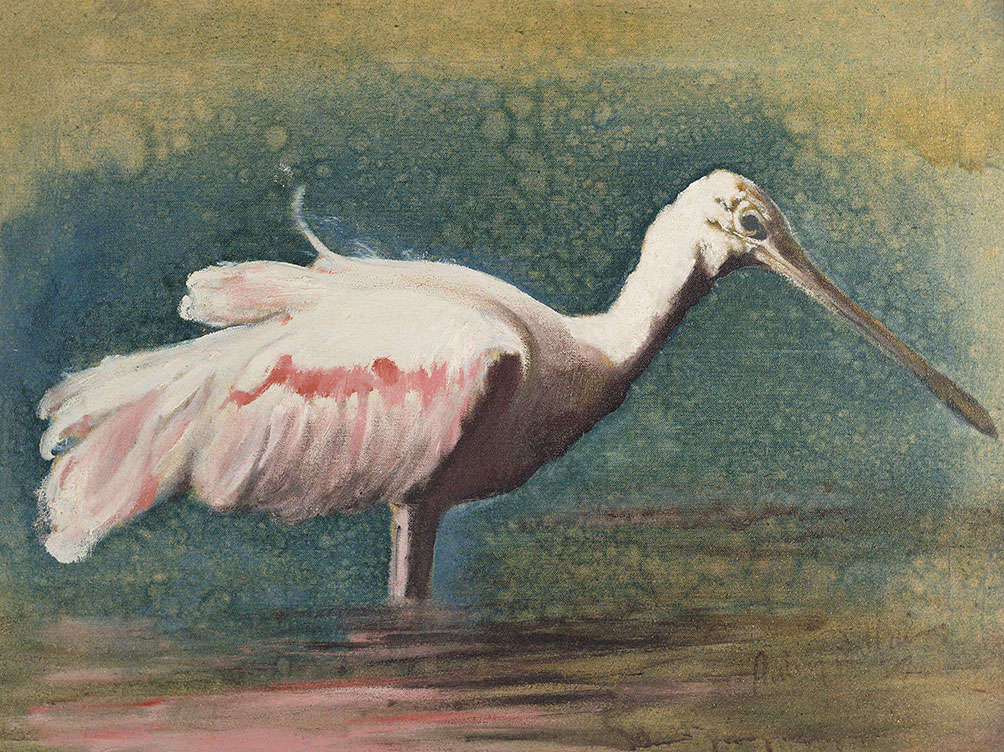 Roseate Spoonbill 1977 Aubrey Williams